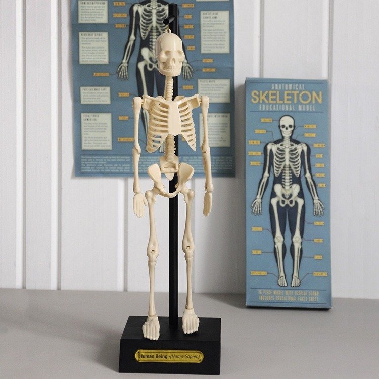 REX Anatomiczny model szkieletu 30cm 3+