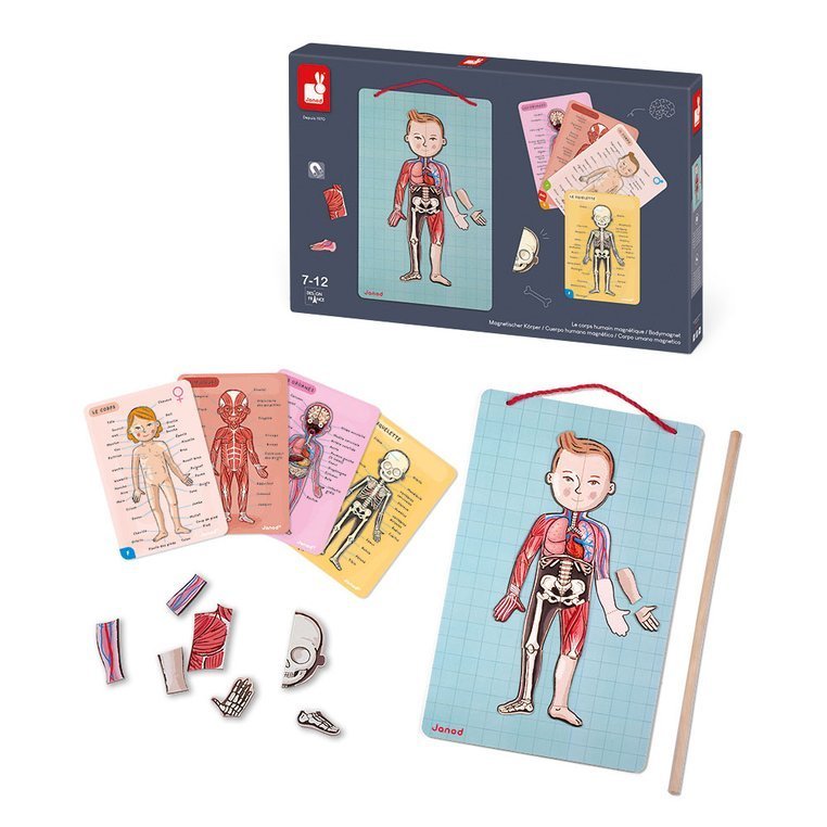 Janod Układanka Magnetyczna Ciało Człowieka 5+ | Edukacyjna