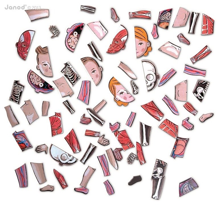 Janod Układanka Magnetyczna Ciało Człowieka 5+ | Edukacyjna