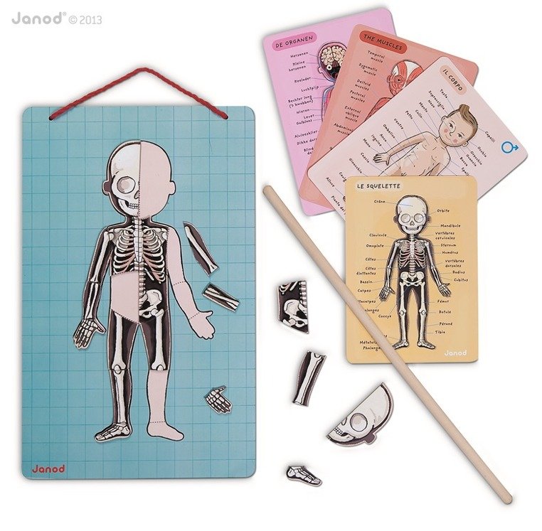Janod Układanka Magnetyczna Ciało Człowieka 5+ | Edukacyjna