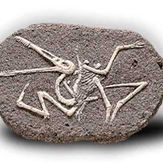 Bones&More, Duży szkielet dinozaura - wykopalisko na kamieniu