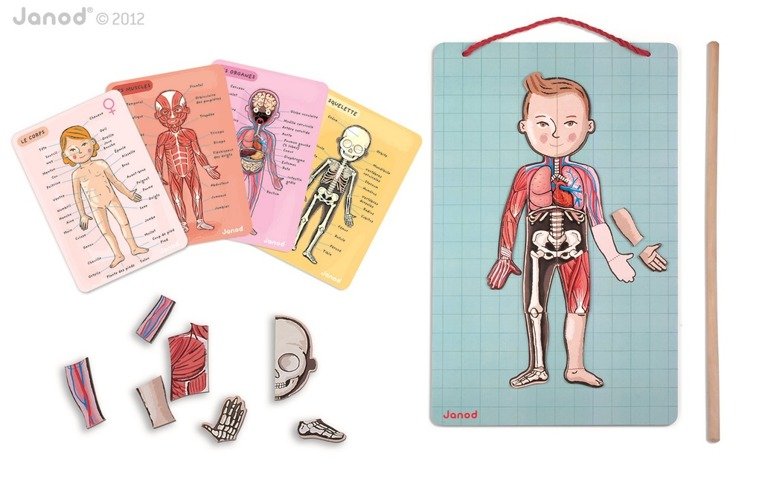 Janod Układanka Magnetyczna Ciało Człowieka 5+ | Edukacyjna