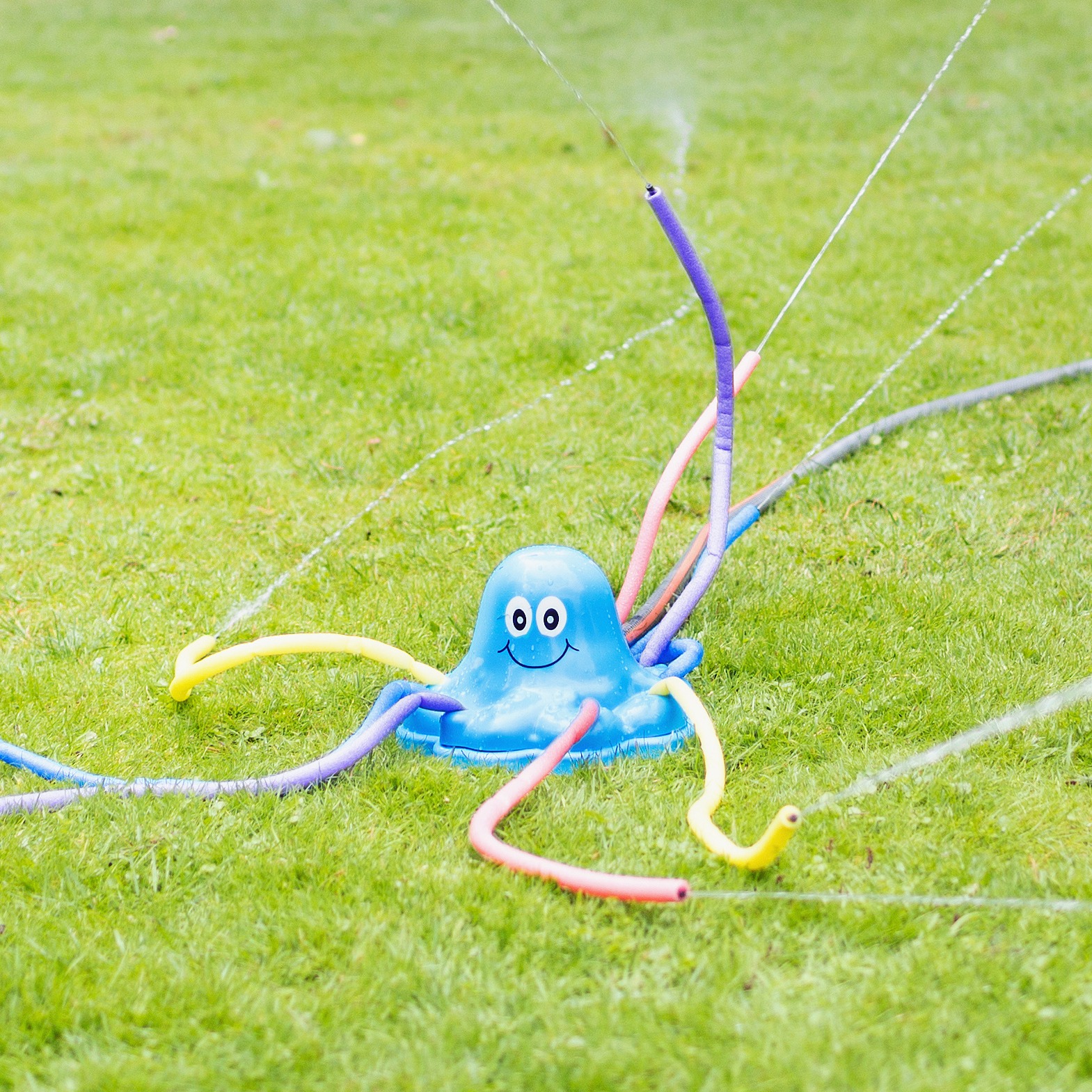 Ośmiornica Wodna Pryskająca +3 lata