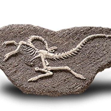 Bones&More, Duży szkielet dinozaura - wykopalisko na kamieniu