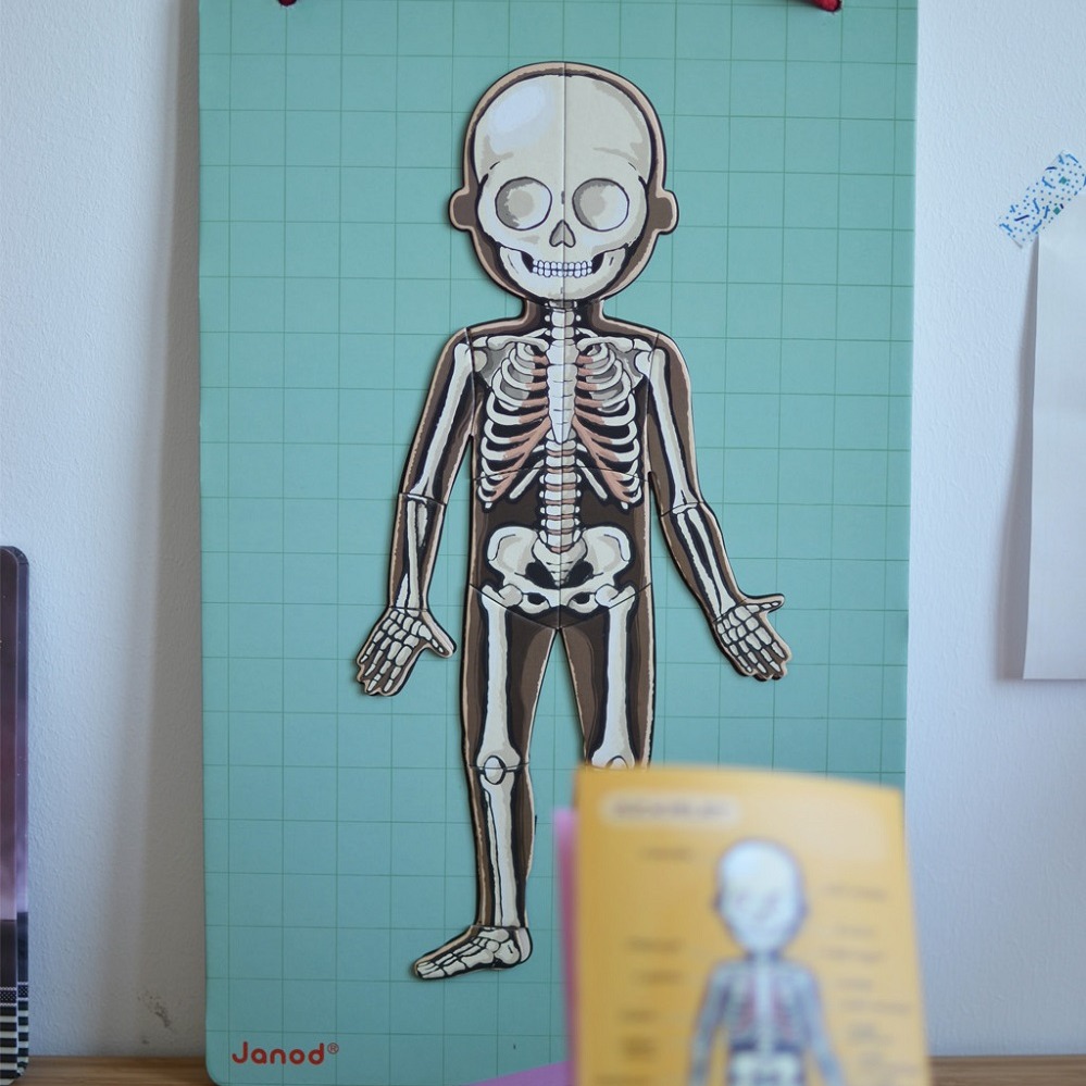 Janod Układanka Magnetyczna Ciało Człowieka 5+ | Edukacyjna