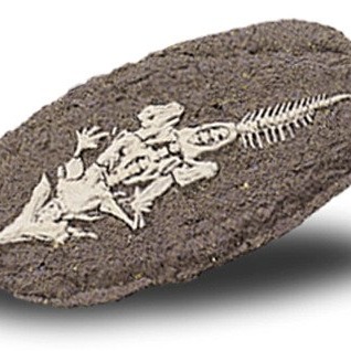 Bones&More, Duży szkielet dinozaura - wykopalisko na kamieniu