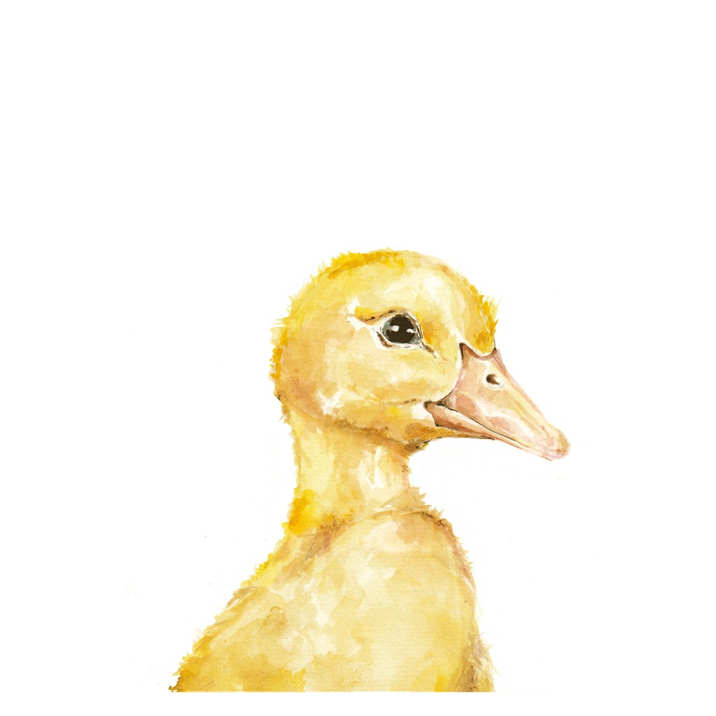 Bimbla Obrazek Kaczuszka A4 21x30 cm