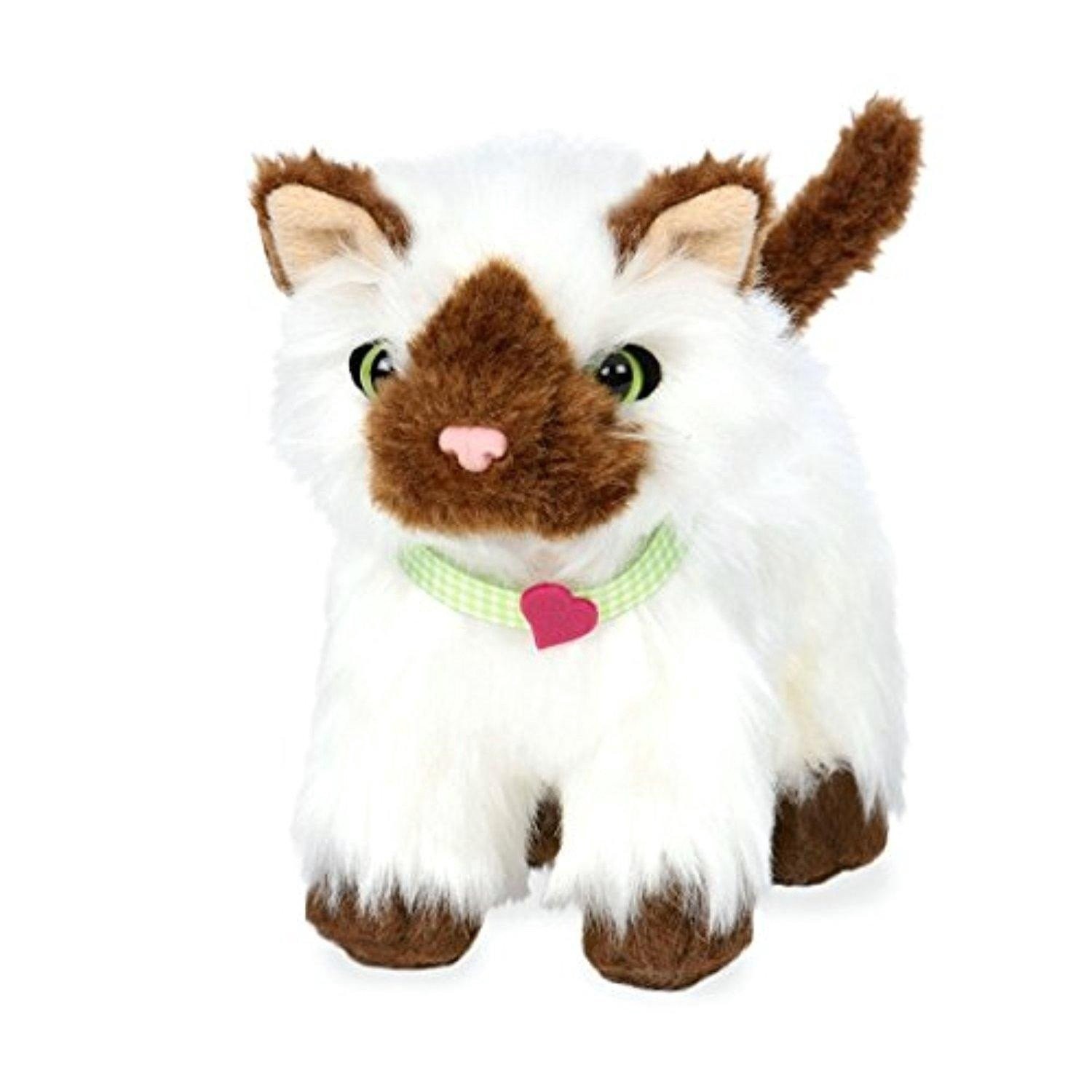 Our Generation, Kot rasy Ragdoll