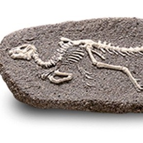 Bones&More, Duży szkielet dinozaura - wykopalisko na kamieniu