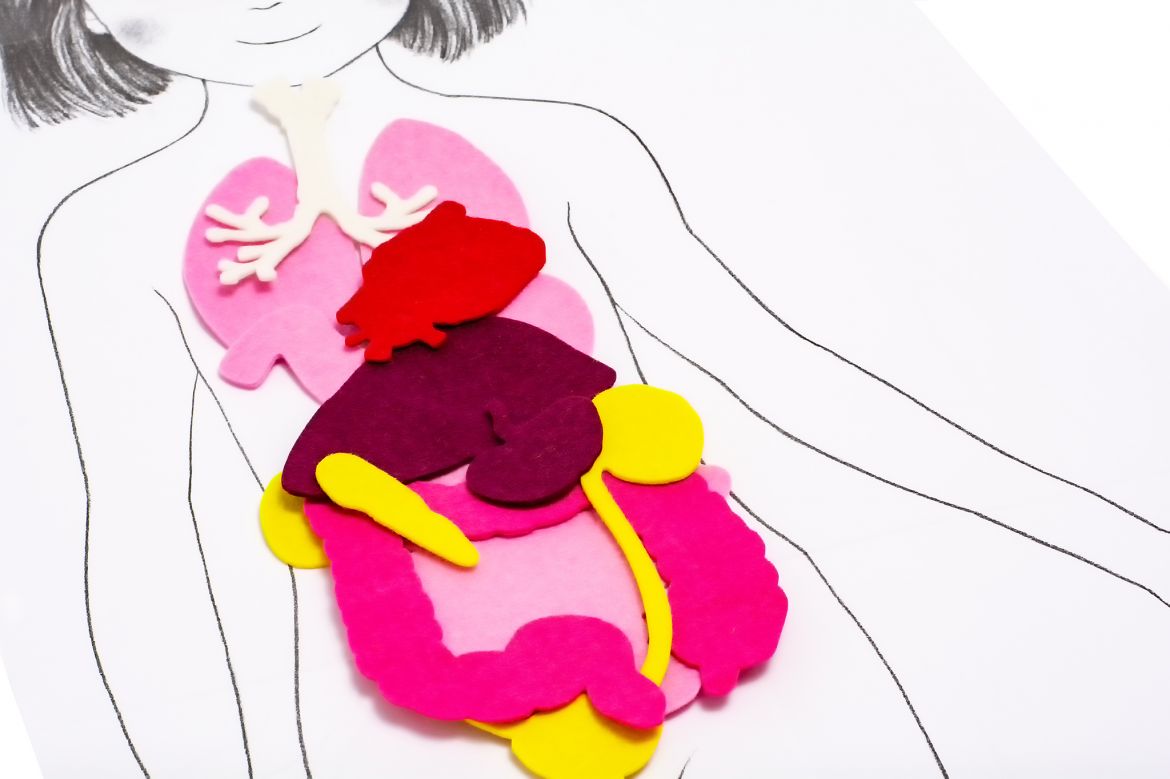 Biblioteczka Montessori Ciało Człowieka - Edukacyjna 3+