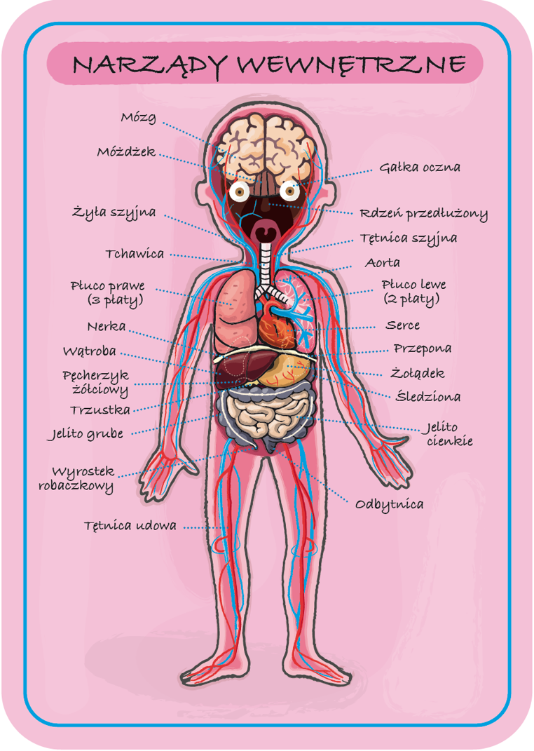 Janod Układanka Magnetyczna Ciało Człowieka 5+ | Edukacyjna
