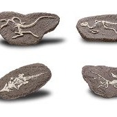 Bones&More, Duży szkielet dinozaura - wykopalisko na kamieniu