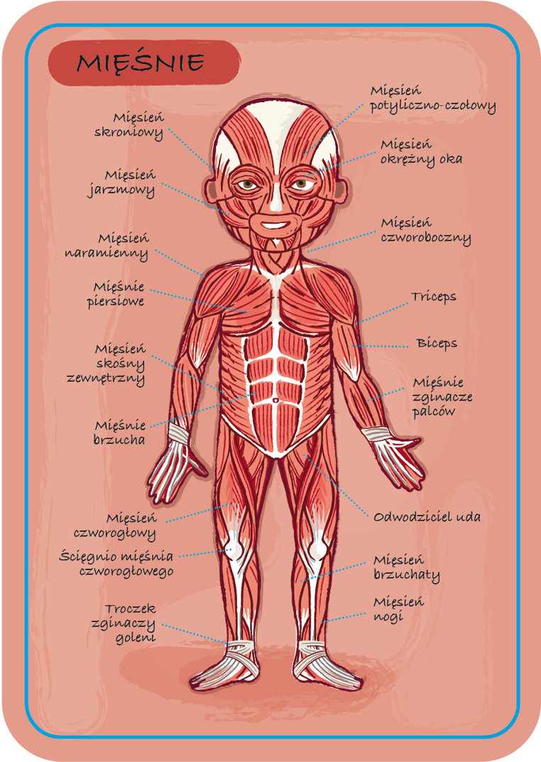 Janod Układanka Magnetyczna Ciało Człowieka 5+ | Edukacyjna