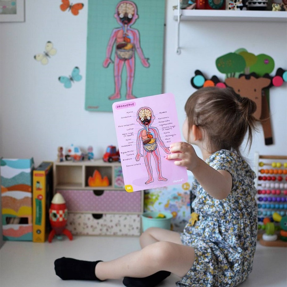 Janod Układanka Magnetyczna Ciało Człowieka 5+ | Edukacyjna